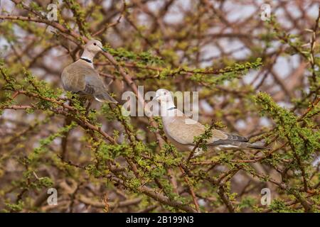 Afrikanische Collagtaube (Streptopelia roseograsea), zwei Tauben, die in Akazienbaum, Mauretanien, aufgehellt sind Stockfoto