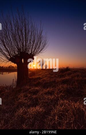 Bestäubt wurden Weiden bei Sonnenaufgang in Polder de Boer en Kalsbeek, Niederlande, Frisia, Wirdum Stockfoto