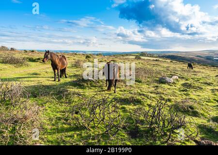 Dartmoor-Ponys weiden auf Dartmoor, South Devon UK. Oktober 2019 Stockfoto