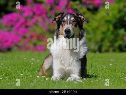 Gemischter Rassehund (Canis lupus f. familiaris), zwei Jahre alter Bearded Collie Collie Mongrel auf einer Wiese, dreifarbig, Deutschland Stockfoto