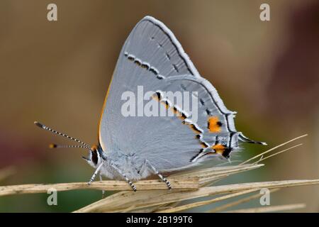 Graue Haarsträhne (Strymon melinus), sitzt auf einer Grasklinge, USA, Kalifornien Stockfoto