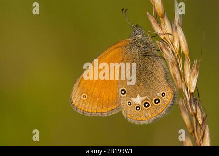 Kastanienheide (Coenonympha Glycerion, Coenonypha Iphis), sitzt auf einer Grasklinge, Ungarn Stockfoto