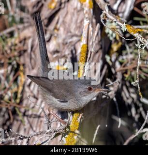 Balearen-Warbler (Sylvia balearica, Sylvia sarda balearica), Jugendliche auf einer Filiale, Spanien, Balearen, Ibiza Stockfoto