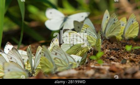 Grün-verhülltes Weiß, grün-verhülltes Weiß (Pieris napi, Artogenia napi, Pieris napae), Schlammpfüttern von Schmetterlingen (Aufnahme flüssiger Nährstoffe aus nassem Boden), Ungarn Stockfoto