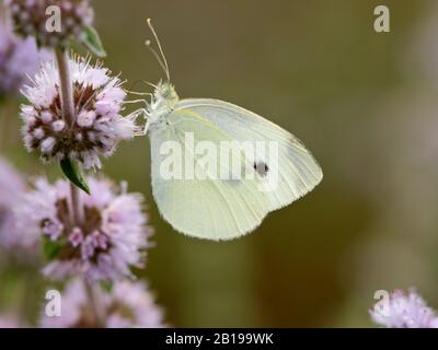 Grün-verhüllte weiße, grün verhüllte weiße (Pieris napi, Artogenia napi, Pieris napae), saugen Nektar an Minze, Seitenansicht, Spanien, Andalusien, Huelva Stockfoto