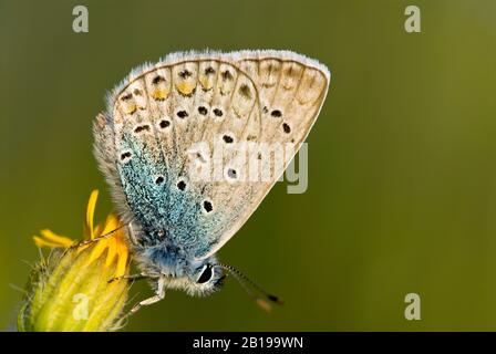 Amandas Blau (Polyommatus amandus), männlich auf einer gelben Blumenknospe sitzend, Seitenansicht, Griechenland, Lesbos Stockfoto