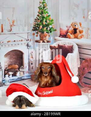 Langhaariger Dachshund, Langhaariger Wursthund, Haushund (Canis lupus f. familiaris), Langhaardackel und Drahthaariger Dachshund in Weihnachtskulisse, Vorderansicht Stockfoto