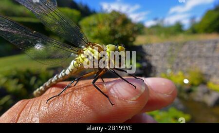 Green Hawker (Aeshna viridis, Aeschna viridis) auf der Hand, Deutschland Stockfoto