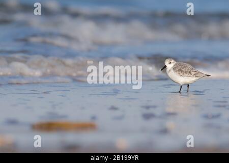 Sanderling (Calidris alba), Strandurlaub, Seitenansicht, Niederlande, Zeeland Stockfoto