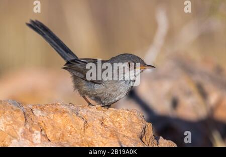 Balearenschwarm (Sylvia balearica, Sylvia sarda balearica), juvenile auf einem Stein, Spanien, Balearen, Ibiza Stockfoto