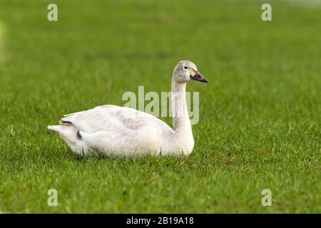 "Bewick's Swan", "Bewicks Swan" (Cygnus bewickii, Cygnus columbianus bewickii), unreif sitzt auf einer Wiese, Belgien Stockfoto