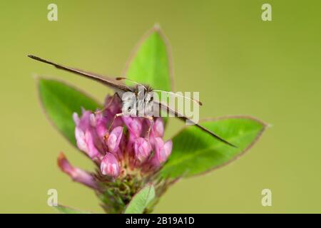 Schweizer Rosenkringlet (Erebia tyndarus), sitzt auf Klee, Schweiz, Wallis Stockfoto