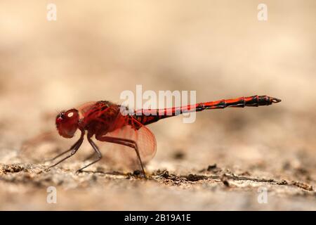 Rotveilige Dropwing (Trithemis arteriosa), männlich, Kanarische Inseln, Teneras Stockfoto