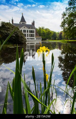 Gelbe Iris, gelbe Flagge (Iris pseudacorus), vor Schloss Renswoude, Niederlande, Utrechter, Kasteel Renswoude Stockfoto