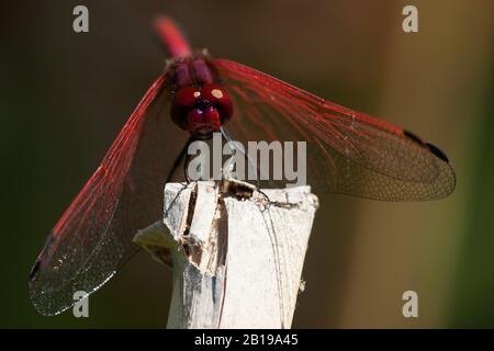 Rotveilige Dropwing (Trithemis arteriosa), männlich, Südafrika, Kirstenbosch Stockfoto