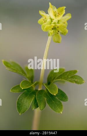 Moschatel, Fünfköpfiger Bischof, Hollowroot, Muskoot, Rathausuhr, Rathausuhr, Tuberous Crowfoot (Adoxa moschatellina), Blätter und Blumen, Deutschland, Bayern Stockfoto