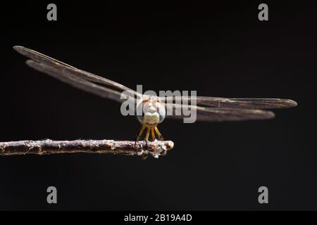 Schwarzer Wimpel (Selysiothemis nigra), weiblich, Türkei, Mugla Stockfoto