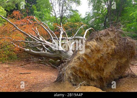 Gewöhnliche Buche (Fagus sylvatica) mit Wurzeln, die nach einem Sturm gefallen ist, Deutschland Stockfoto