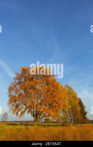 Torfmoor in Diepholz im Herbst, Deutschland, Niedersachsen, Rehdener Geestmoor, Drebbersches Moore Stockfoto