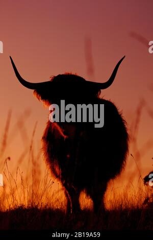 Schottisches Highland Cattle, Kyloe, Highland Cow, Heelan coo (Bos primigenius f. Taurus), in rotem Sonnenuntergang stehend, Vorderansicht, Niederlande, Frisia, Delleboersterheide, Oldeberkoop Stockfoto