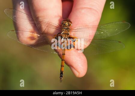 Keyhole Glider (Tramea basilaris), weiblich in der Hand, Gambia Stockfoto