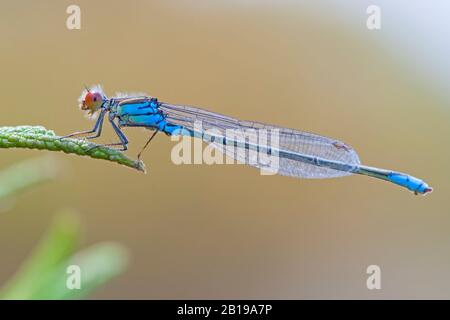 Weniger rotäugige Damsellasche (Erythromma viridulum), männlich , Niederlande, Limburger Stockfoto