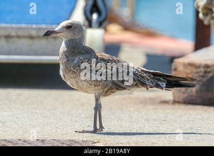 Audouins Möwe (Larus audouinii, Ichthyaetus audouinii), unreif an Deck sitzend, Spanien, Andalusien, Tarifa Stockfoto