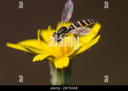 Lange Überfliege (Sphaerophoria scripta), auf Komposit, Niederlande, Frisia Stockfoto