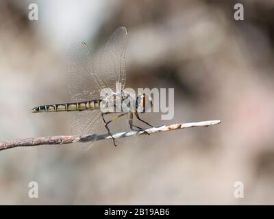 Schwarzer Wimpel (Selysiothemis nigra), weiblich, Türkei, Mugla Stockfoto