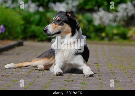 Bearded Collie 4 Jahre Alt Sitzt Auf Einer Wiese Stockfotografie Alamy