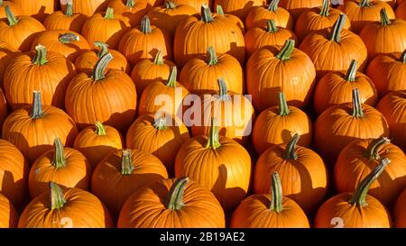 Hokkaido, Hokkaido-Squash, Red kuri Squash (Cucurbita maxima), viele behauene Squashs Stockfoto