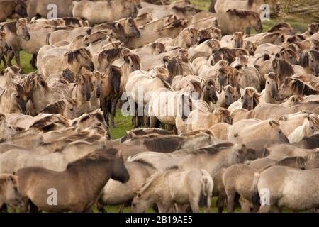 Konik Pferd (Equus przewalskii f. caballus), große Herde, Niederlande, Flevoland, Oostvaardersplassen Stockfoto