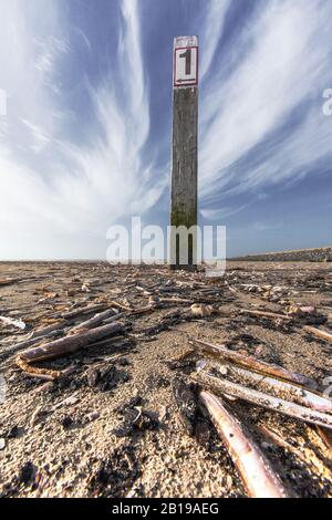 Atlantischer Jackknife Clam (Ensis directus), an der Küste der Nordsee, Niederlande, Nordniederland, Strand Zuidpier, Ijmuiden Stockfoto