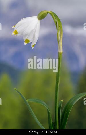 Frühlingsschneeflocke (Leucojum vernum), Einzelblüte, Deutschland, Bayern Stockfoto