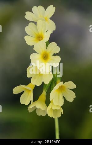 Echte Oxlippe (Primula elatior), Infloreszenz, Deutschland, Bayern Stockfoto