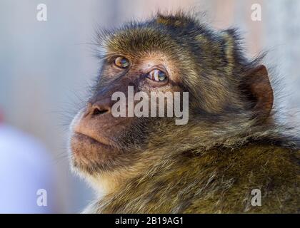Barbary Affe, Berberaffe (Macaca Sylvanus), Porträt, Gibraltar Stockfoto