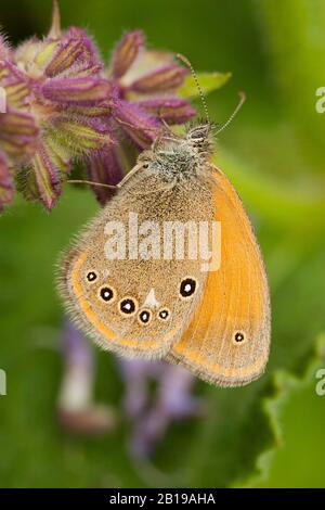 Kastanienheide (Coenonympha Glycerion, Coenonypha Iphis), sitzt auf einer Blume, Ungarn Stockfoto