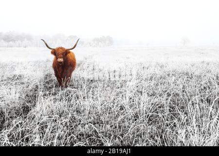 Schottisches Highland Cattle, Kyloe, Highland Cow, Heelan coo (Bos primigenius f. Taurus), im Winter in der Delleboersterheide, Vorderansicht, Niederlande, Frisia, Delleboersterheide, Oldeberkoop Stockfoto