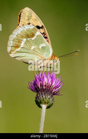 Cardinal (Arynnis pandora, Pandoriana pandora), sitzt auf einer Knapweeblume, Ungarn Stockfoto