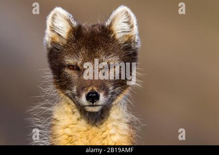 Polarfuchs, Polarfuchs (Alopex lagopus, Vulpes lagopus), Porträt , im Sommermantel, Norwegen, Spitzbergen Stockfoto