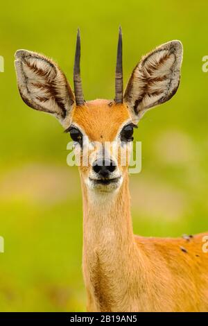 Steenbok (Raphicerus campestris), männlich, Porträt, Südafrika, Mpumalanga, Kruger National Park Stockfoto