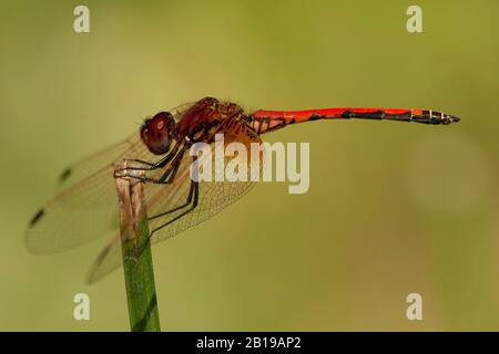 Rotveilige Dropwing (Trithemis arteriosa), männlich, Südafrika, Kwazoeloe-Natal, Bonamanzi Game Park Stockfoto