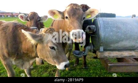 Hausrind (Bos primigenius f. Taurus), Allgaeu-Kühe am Trog, Deutschland Stockfoto