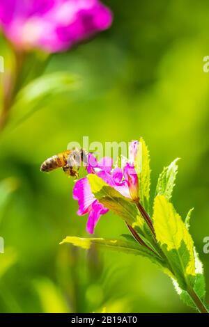 Nahaufnahme eines westlichen Honigbiene oder der Europäischen Honigbiene (Apis mellifera) Fütterung Nektar von Pink große haarige Weidenröschen Epilobium hirsutum Blumen Stockfoto