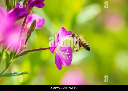 Nahaufnahme eines westlichen Honigbiene oder der Europäischen Honigbiene (Apis mellifera) Fütterung Nektar von Pink große haarige Weidenröschen Epilobium hirsutum Blumen Stockfoto