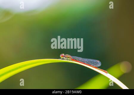 Detail Nahaufnahme von einem großen roten damselfly Pyrrhosoma nymphula, ruht in der Sonne Stockfoto