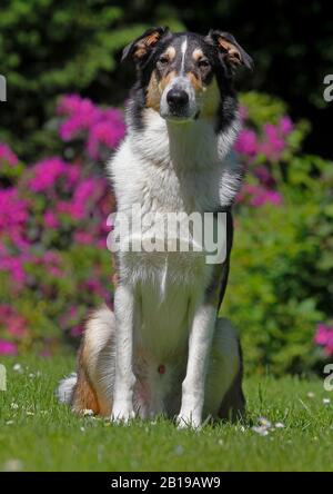 Gemischter Rassehund (Canis lupus f. familiaris), zwei Jahre alter Bearded Collie Collie Mongrel auf einer Wiese, dreifarbig, Deutschland Stockfoto