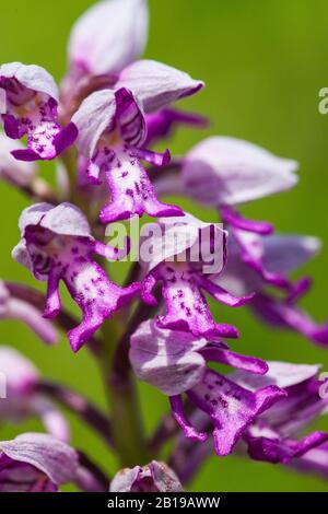 Militärorchid (Orchis militaris), Infloreszenz, Deutschland, Nordrhein-Westfalen, Eifel Stockfoto