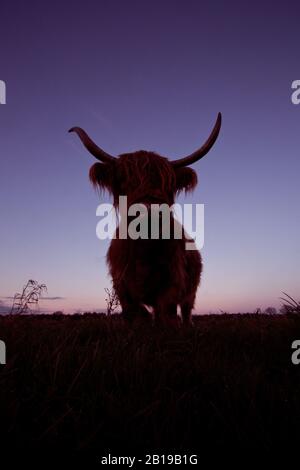 Schottisches Highland Cattle, Kyloe, Highland Cow, Heelan coo (Bos primigenius f. Taurus), im Naturschutzgebiet Delleboersterheide, Niederlande, Frisia, Delleboersterheide, Oldeberkoop Stockfoto