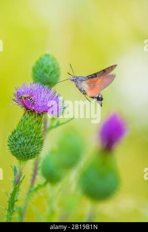 Seitenansicht eines Macroglossum stellatarum hummingbird Hawk-moth Fütterung auf lila Distel Blumen in einem lebhaften farbigen Wiese Stockfoto